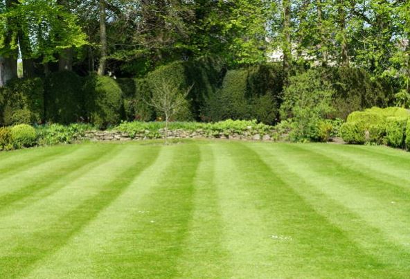 Lawn Care Service